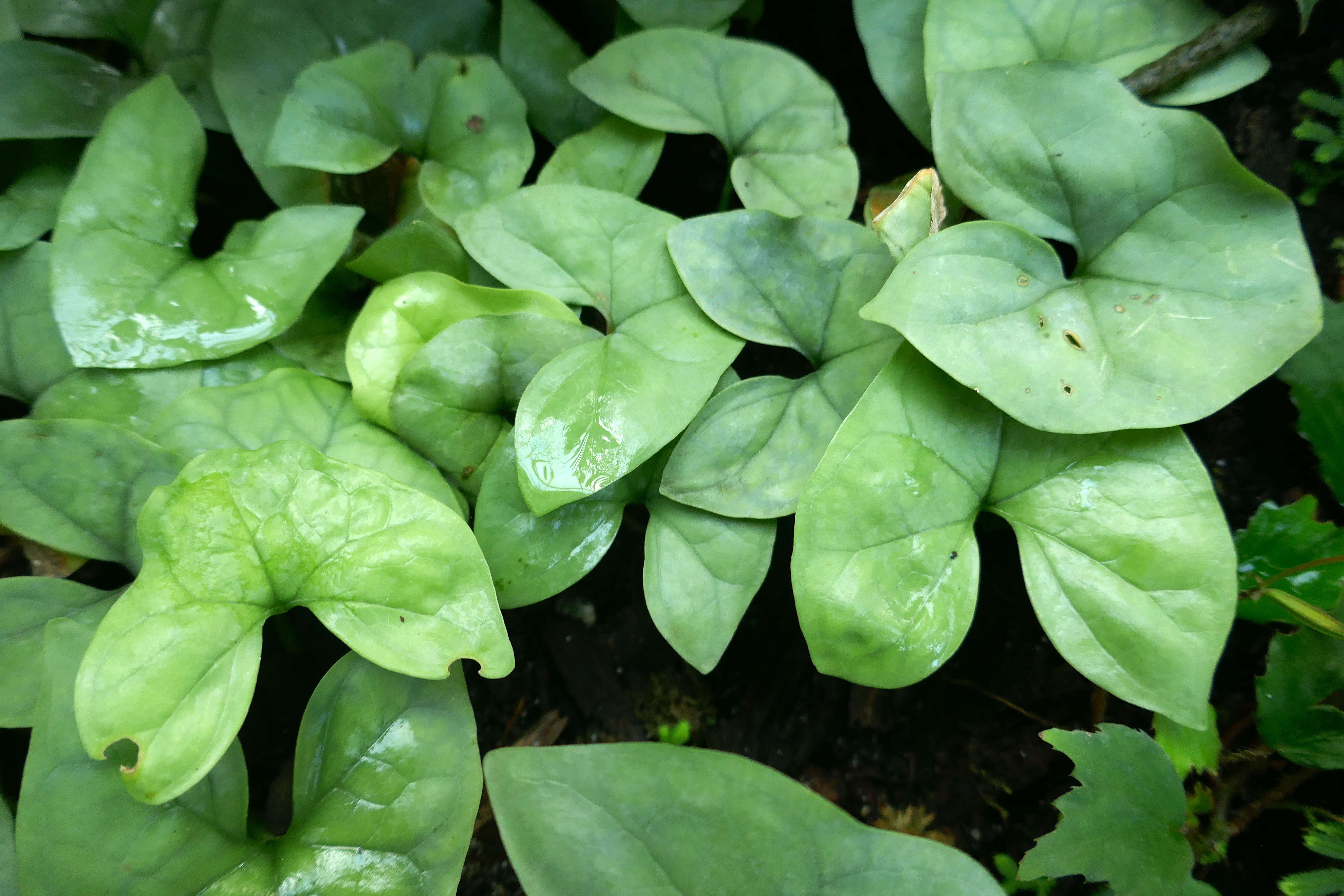 Image of Nephthytis swainei Bogner