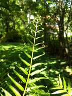 Image of Hottentot Fern