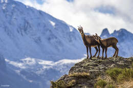 Image of Abruzzo Chamois