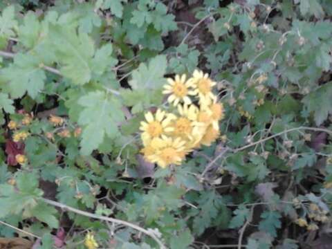 Image of Chrysanthemum lavandulifolium (Fischer ex Trautv.) Makino