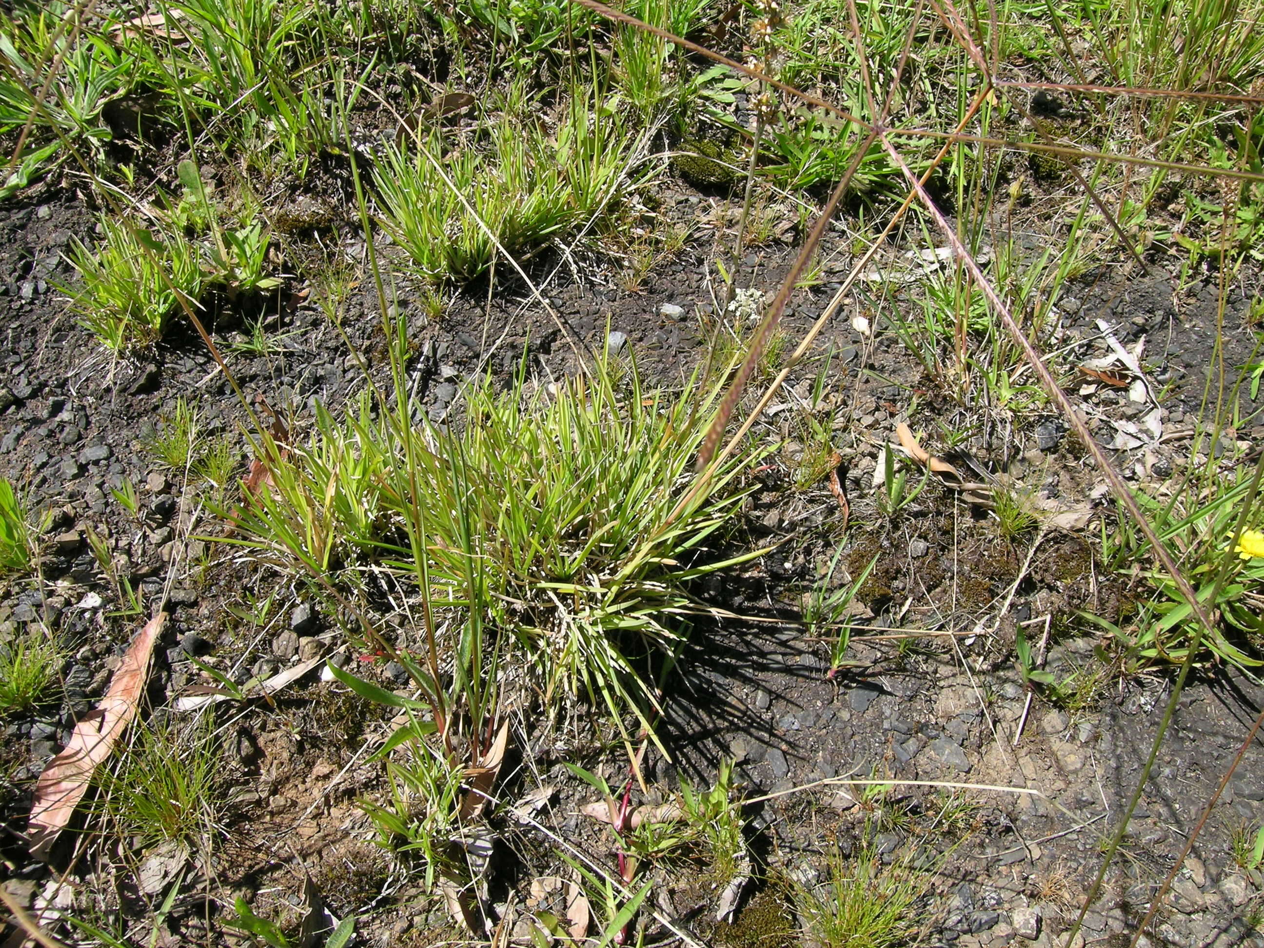 Image of Australian fingergrass