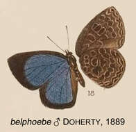 Image of Arhopala belphoebe Doherty 1889