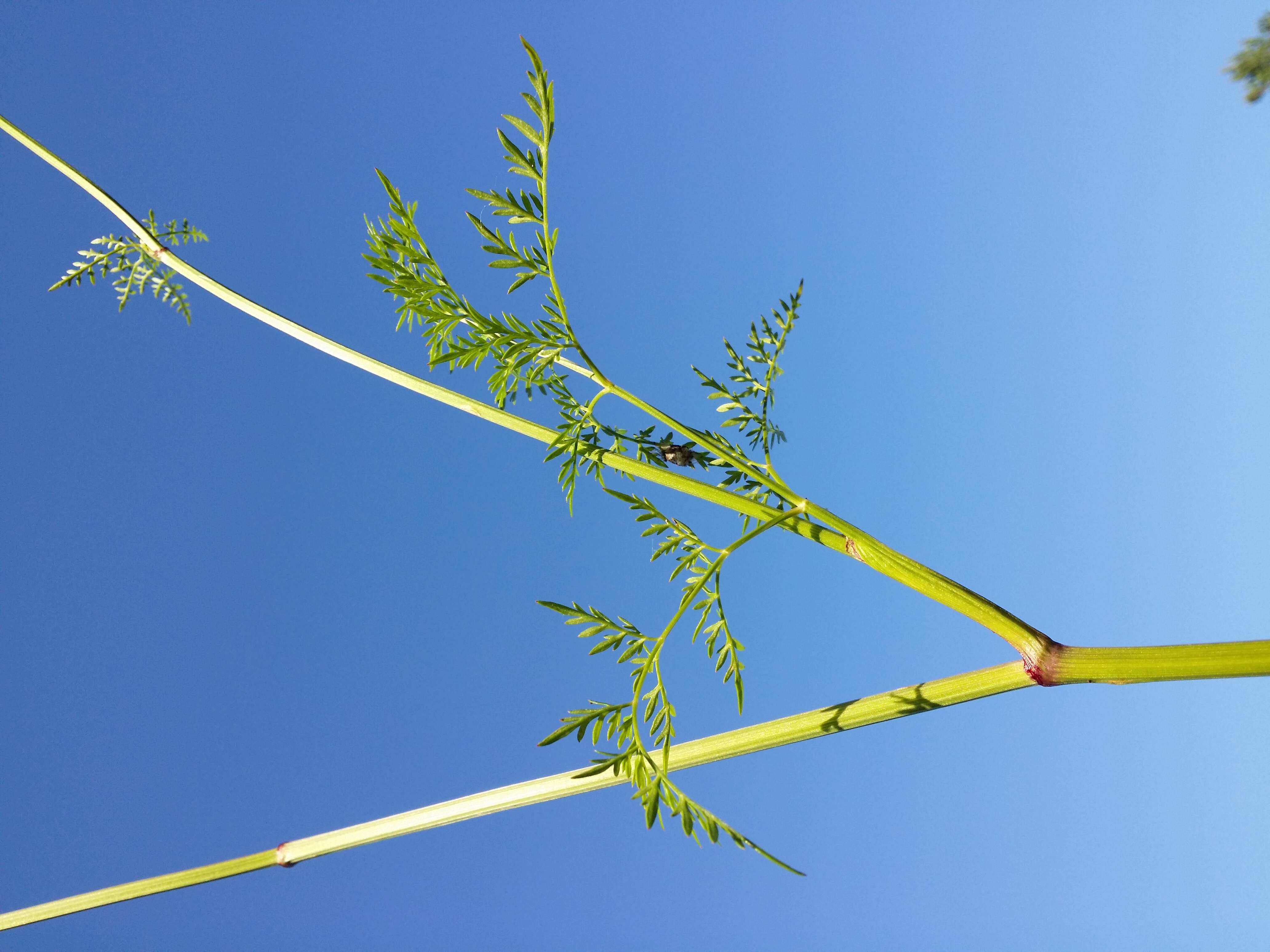 Image of Peucedanum palustre