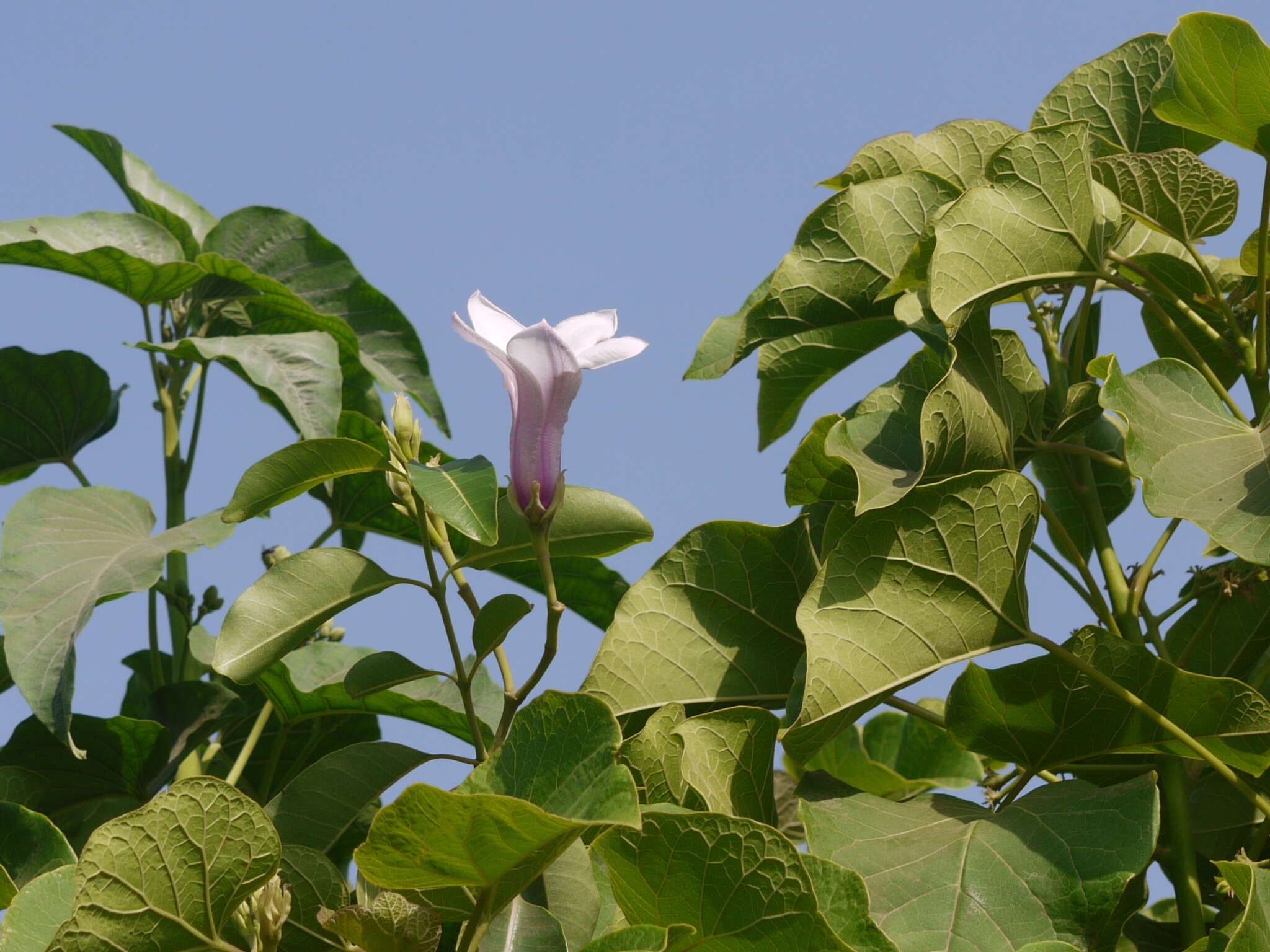 Image of Palay rubbervine