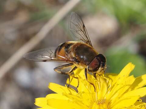 Image of Eristalis similis