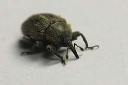 Image of Weevil