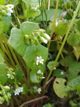 Image of Indian lettuce