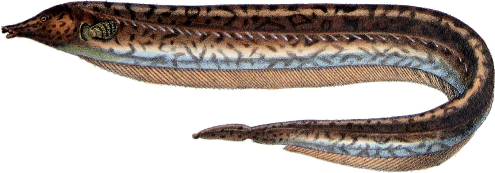 Image of sand knifefishes