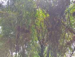 Image of common bamboo