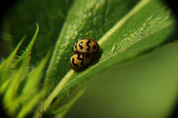 Image of Six-spotted Zigzag Ladybird