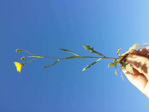 Image of narrowleaf hawksbeard