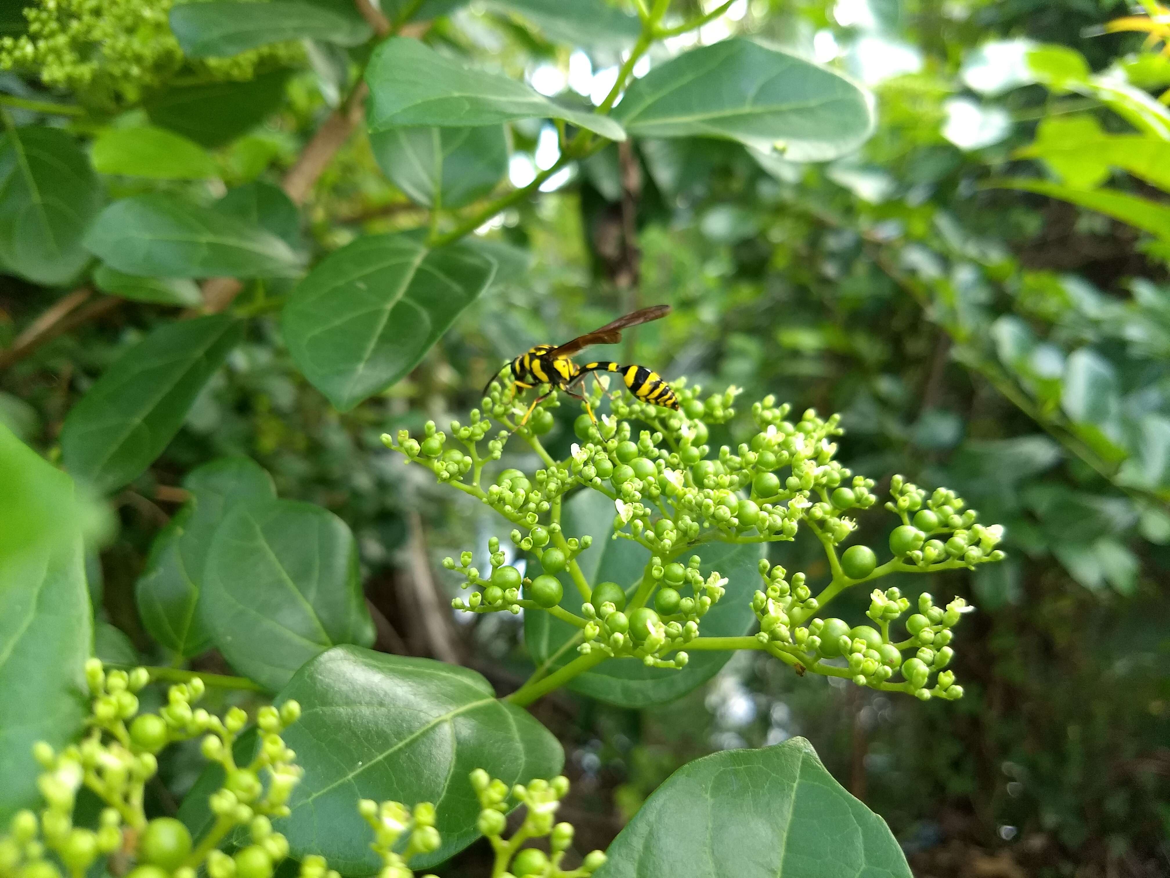 Phimenes flavopictus (Blanchard 1845)的圖片