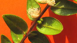 Image of Myrciaria strigipes Berg