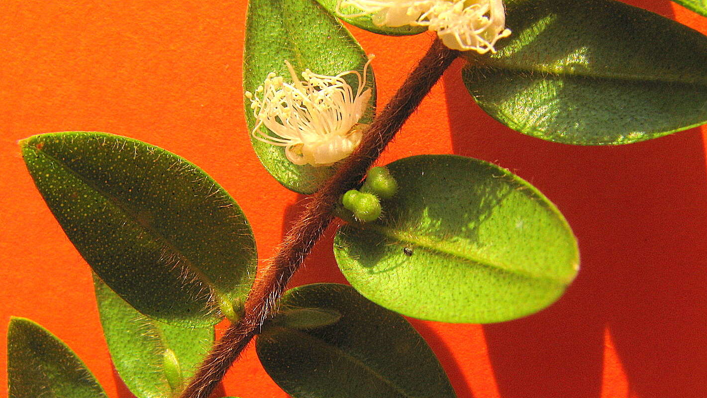 Image of Myrciaria strigipes Berg