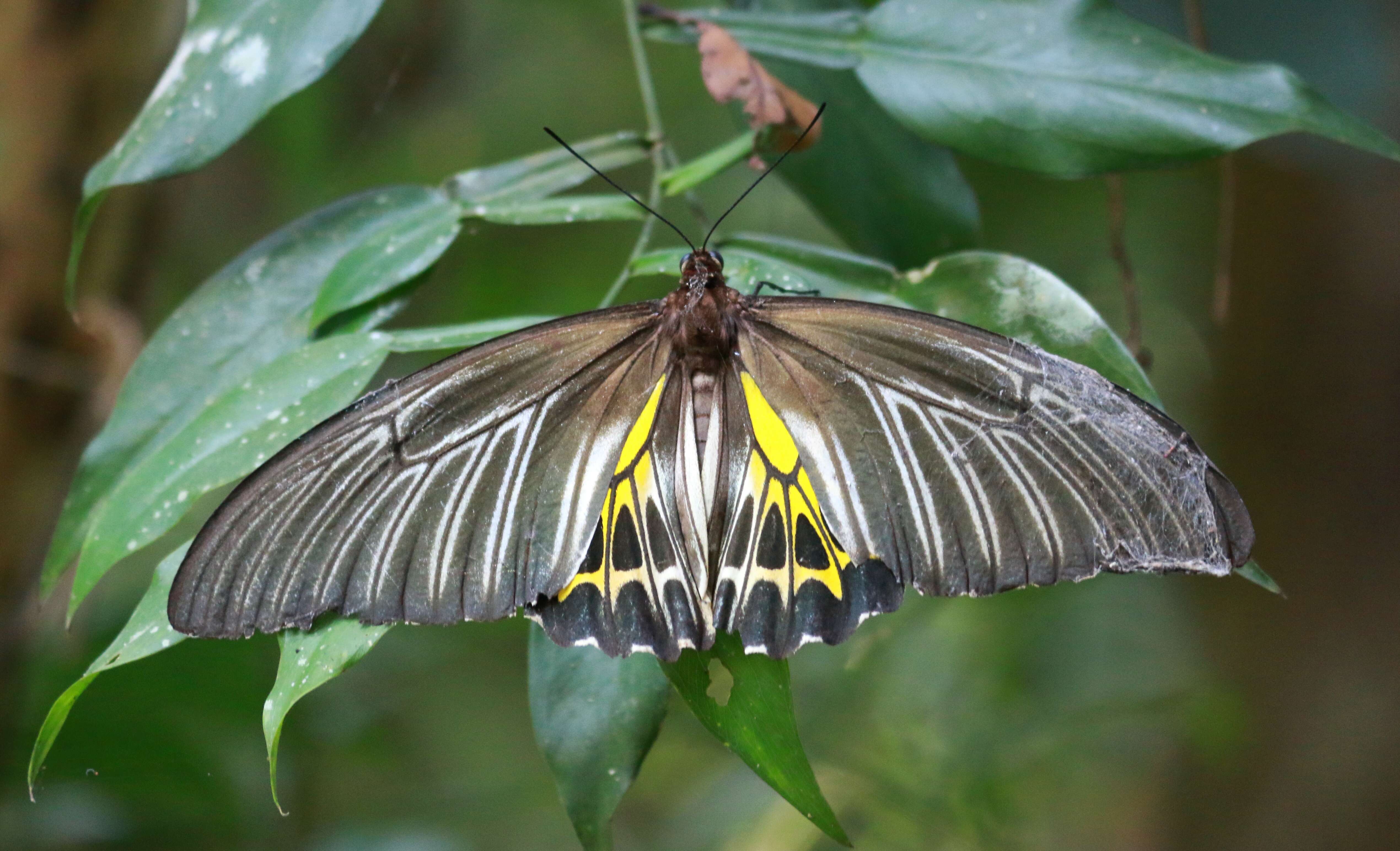 Image of Troides minos (Cramer (1779))