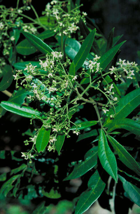 Image of Flindersia bourjotiana F. Müll.