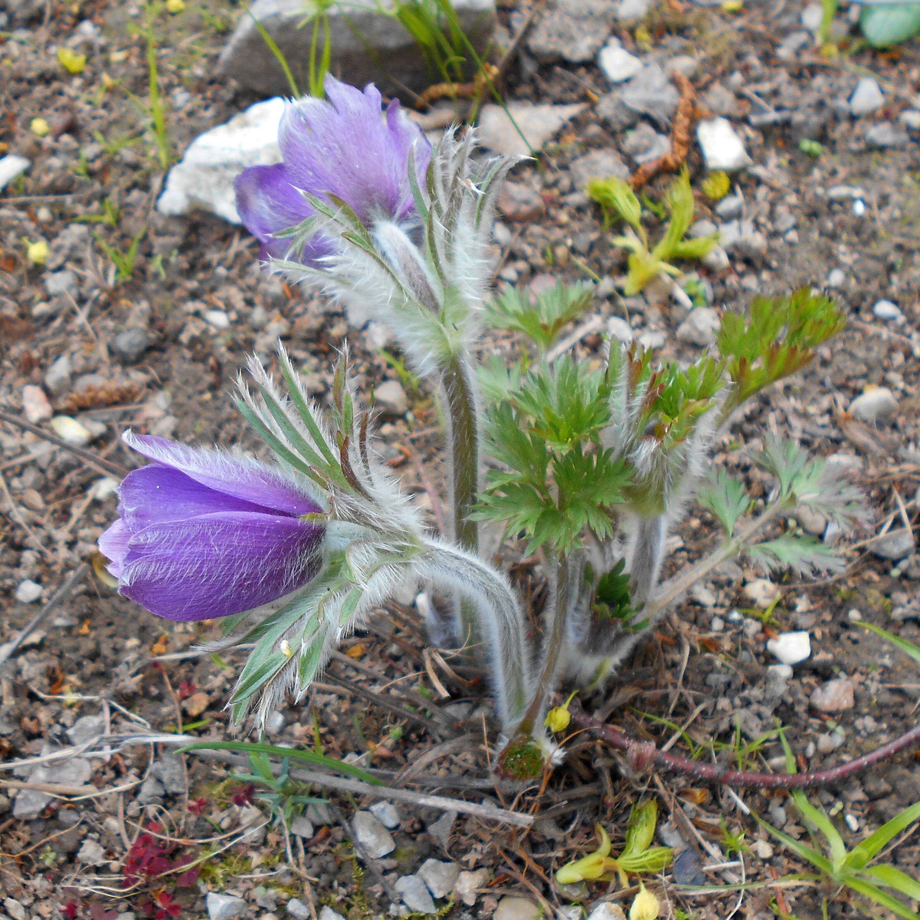 Image of Pulsatilla pratensis subsp. hungarica Soó