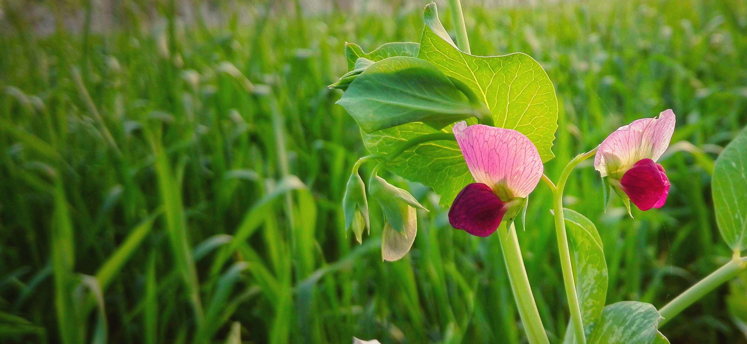 Image of Pisum sativum var. macrocarpum