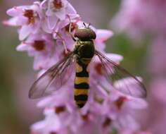 Image of Banded Meliscaeva