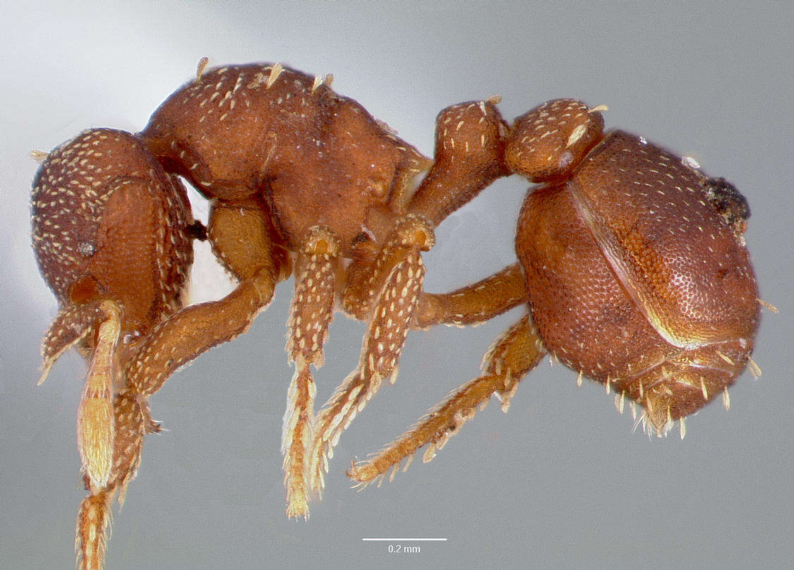 Image of Eurhopalothrix
