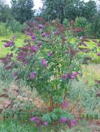 Image of butterfly-bush