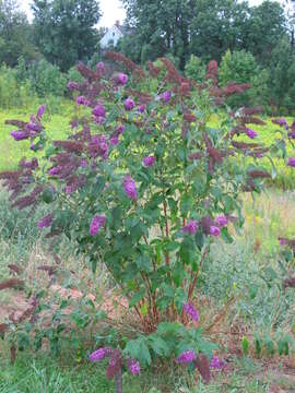 Image of butterfly-bush