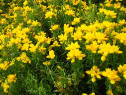 Image of Genista hispanica L.