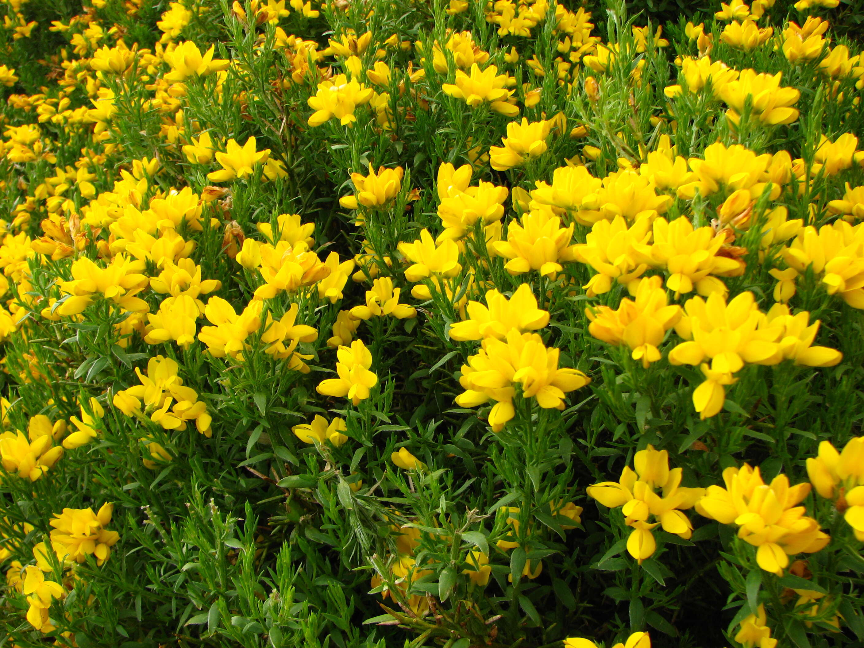 Image of Genista hispanica L.