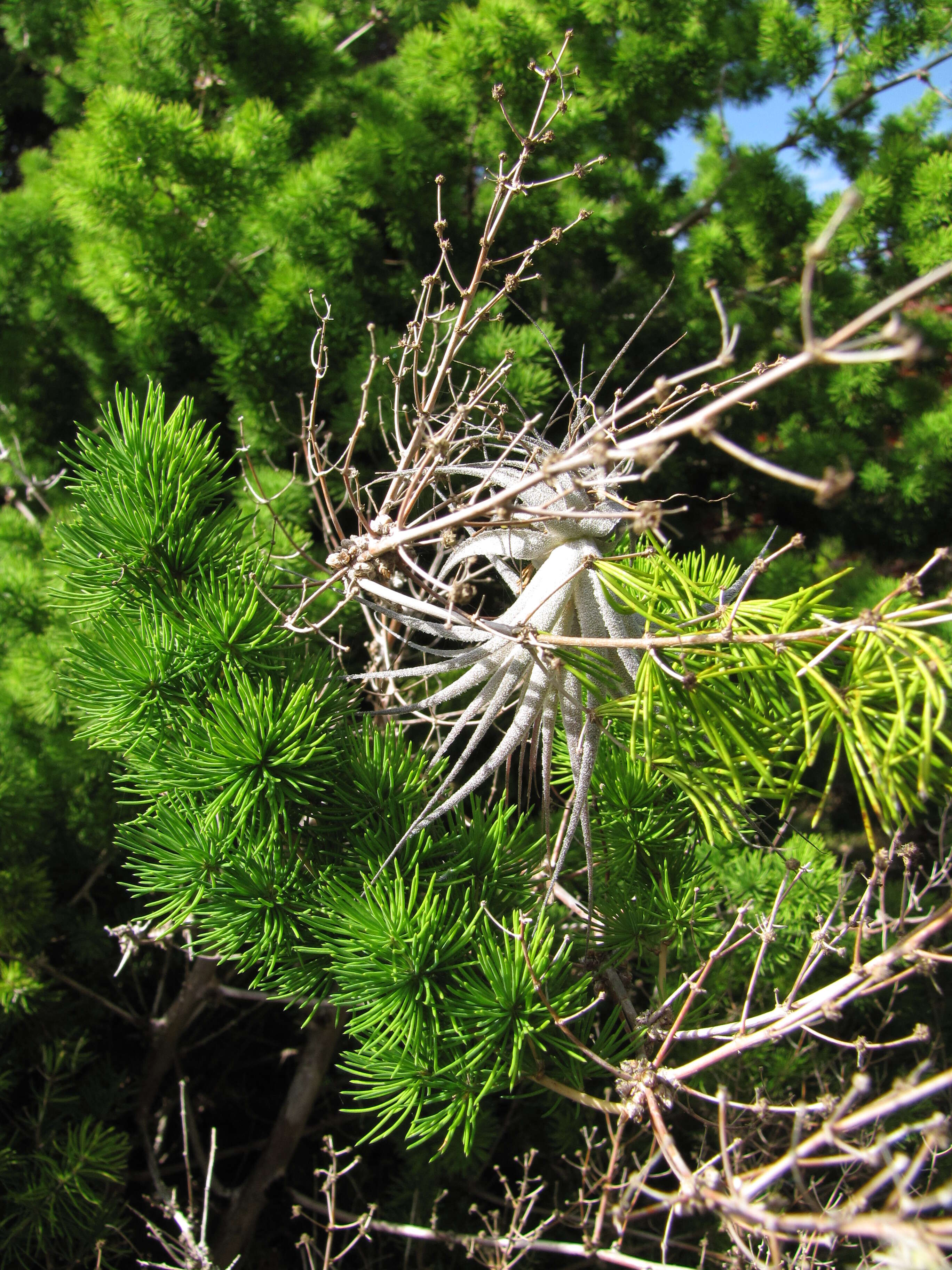 Image of Airplant