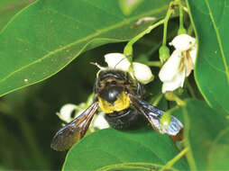 Image of large carpenter bee