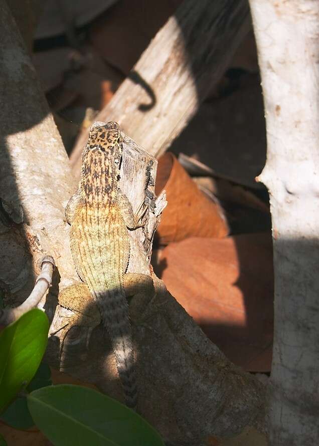 صورة Leiocephalus carinatus Gray 1827