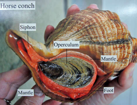 Image de Triplofusus Olsson & Harbison 1953