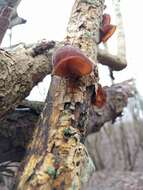 Image of ear fungus