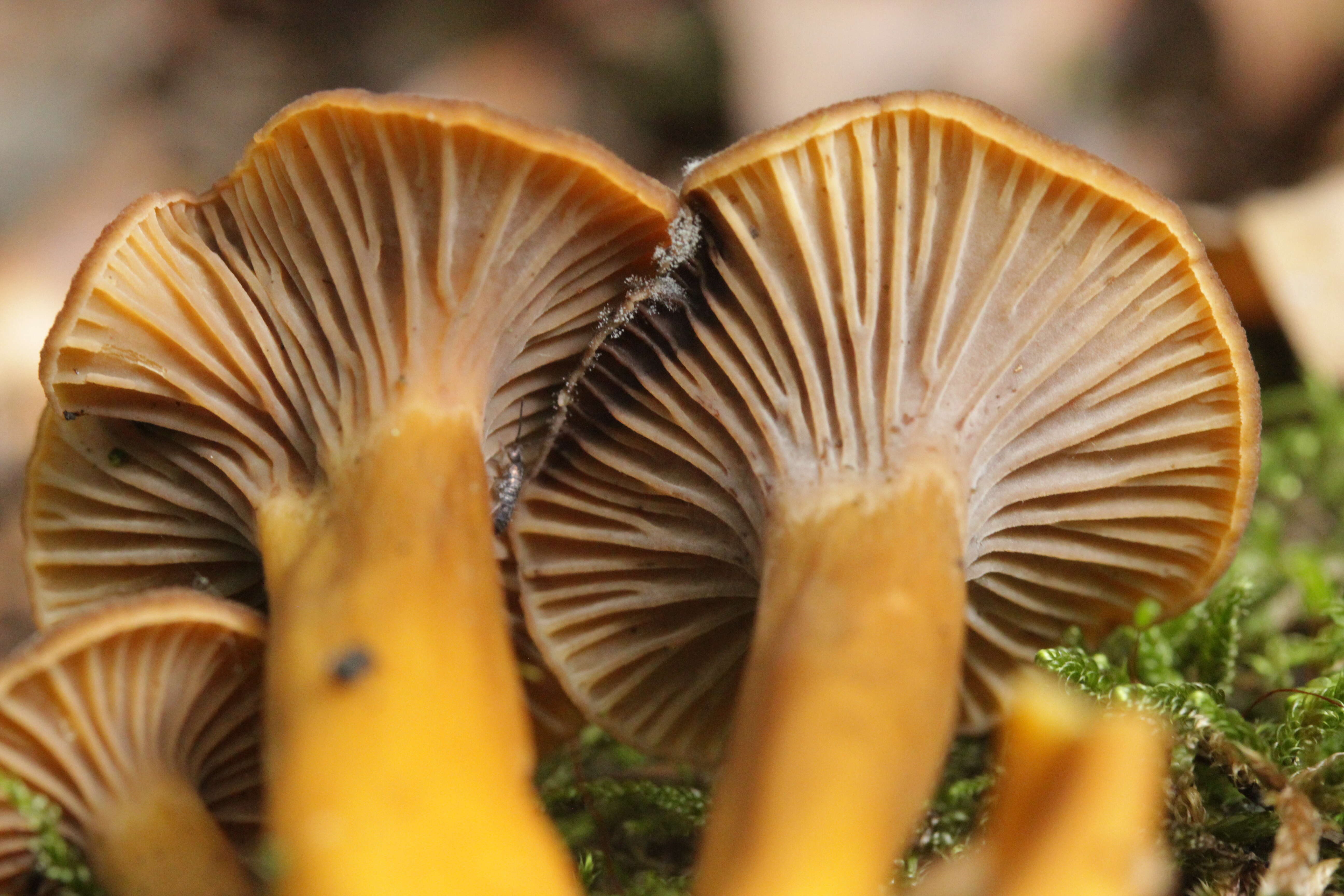 Image of Funnel Chanterelle