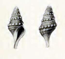 Image of Comitas obtusigemmata (Schepman 1913)