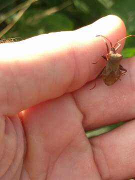 Image of Coreus