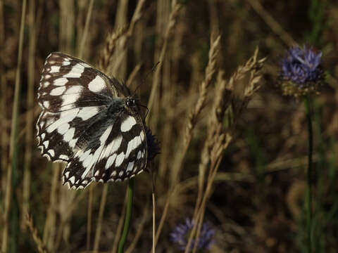 Image of marbled white