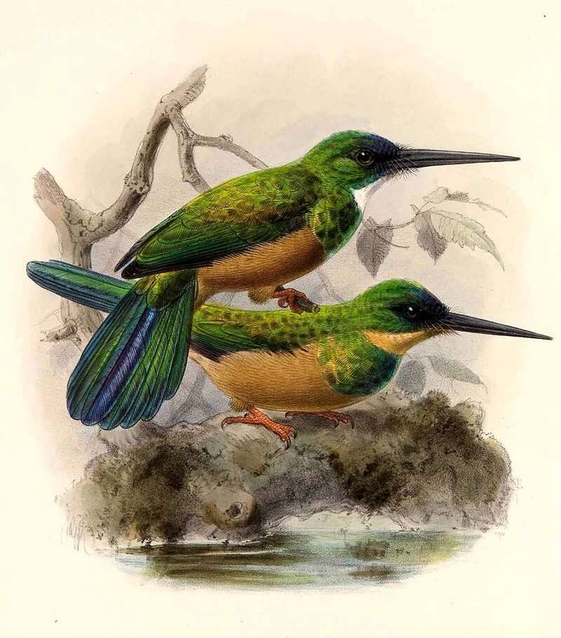 Image of Green-tailed Jacamar