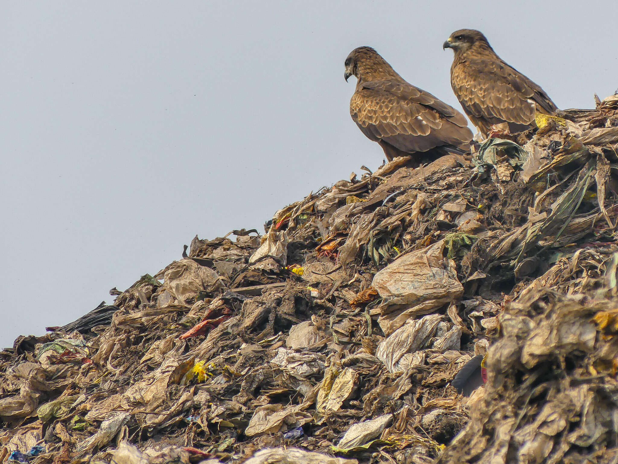 Image of Black Kite