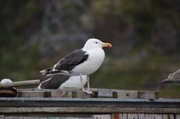 Image of Great Black-backed Gull