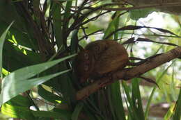 Image of Philippine tarsier