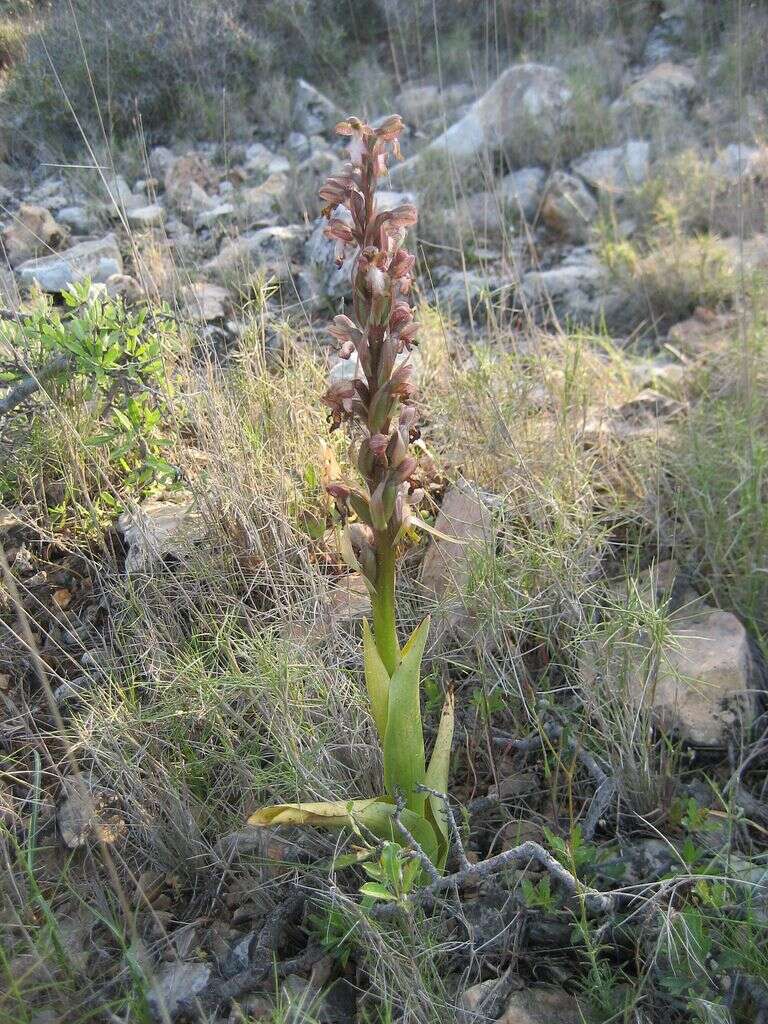 Image of Giant Orchid