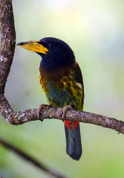 Image of Great Barbet