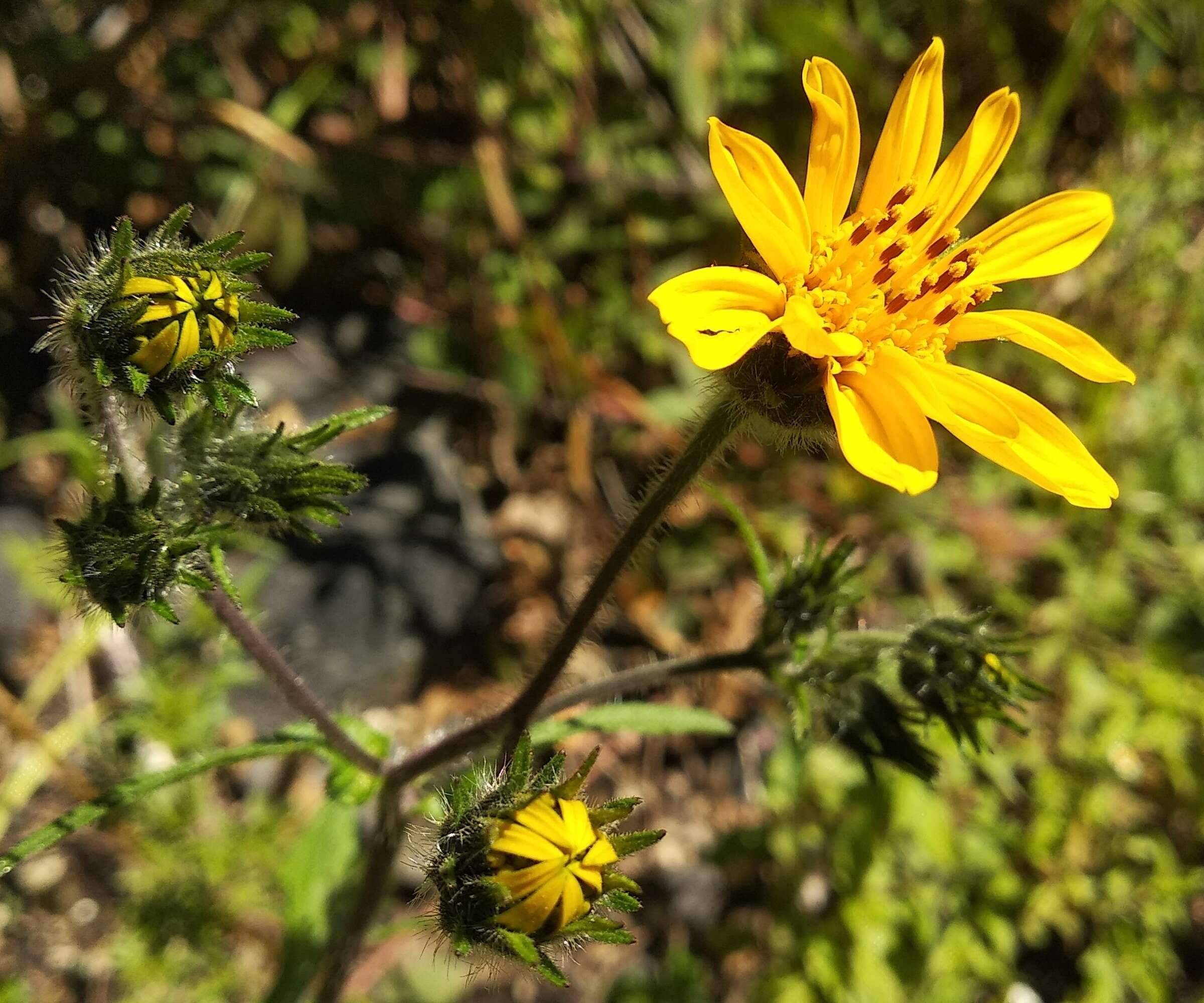 Image of bushsunflower