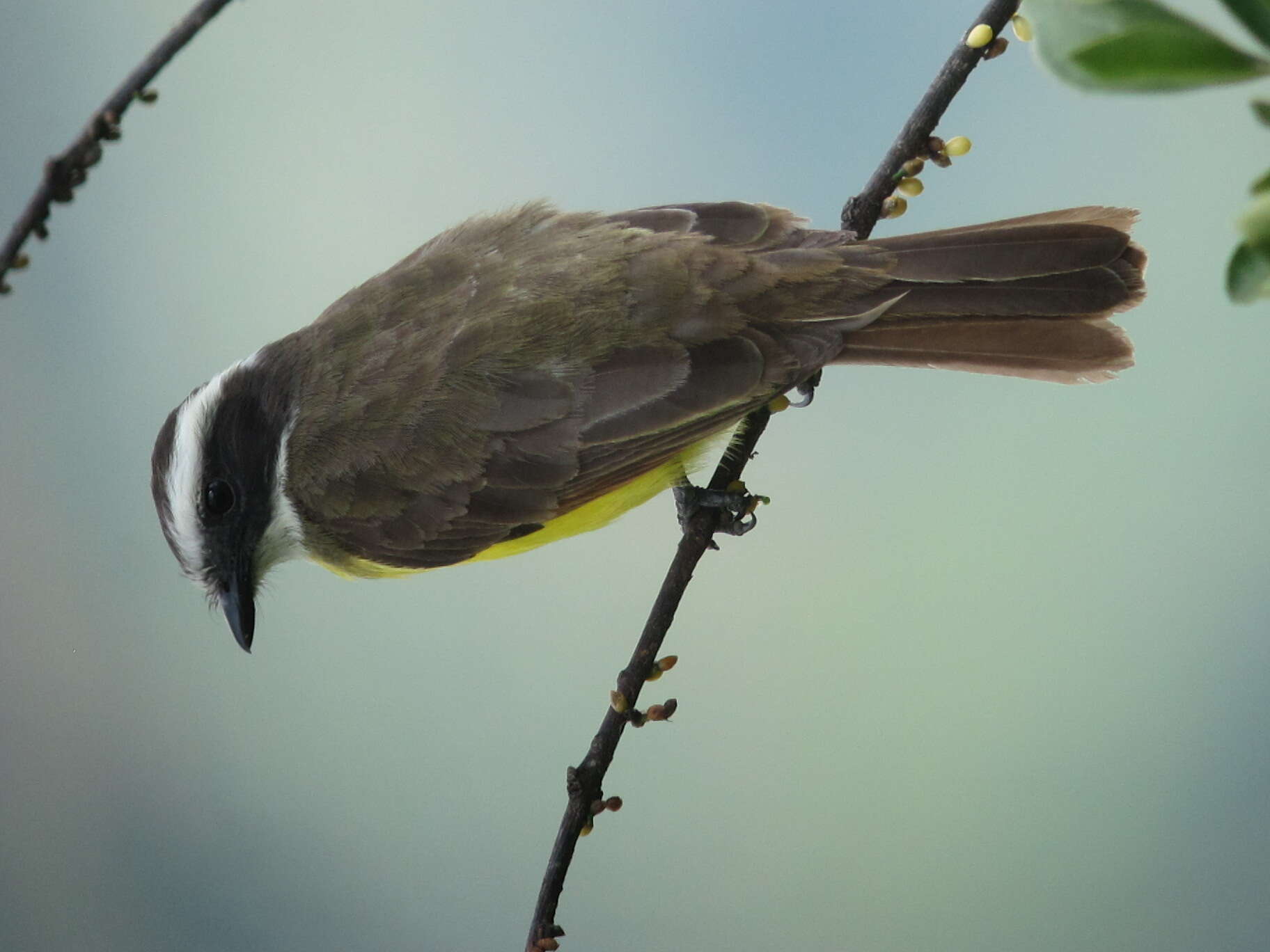 Image of Rusty-margined Flycatcher