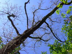 Image of Iberian white oak