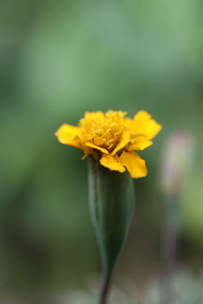 Tagetes erecta L. resmi