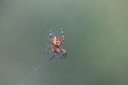 Image of Garden spider