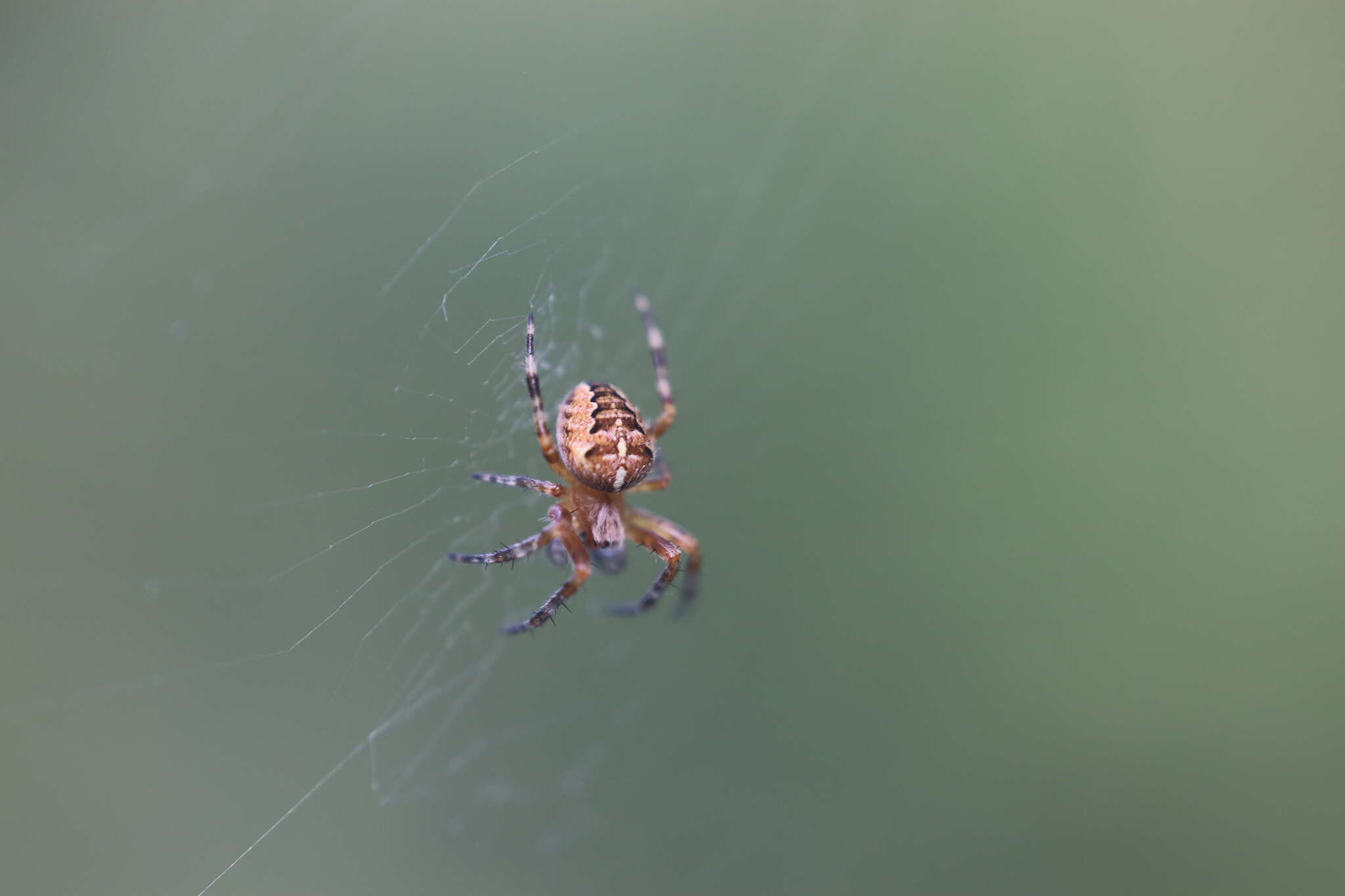 Image of Garden spider