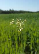 Image of annual vernal-grass